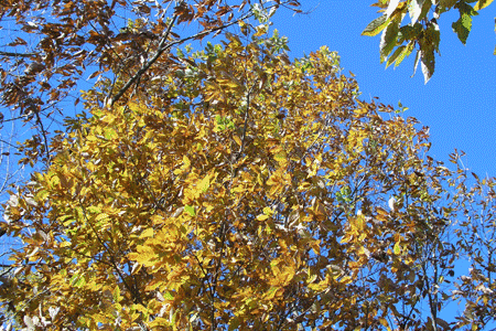 いわむらかずお絵本の丘美術館、晩秋のえほんの丘写真