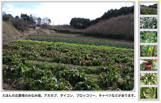 えほんの丘農場のみなみ畑,キャベツ,ブロッコリー