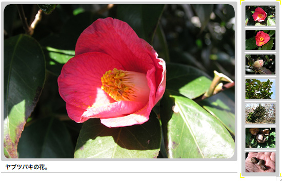 いわむらかずお絵本の丘美術館,ヤブツバキの花