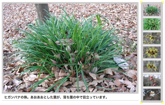マンサクの花、ウメの花が咲いています。