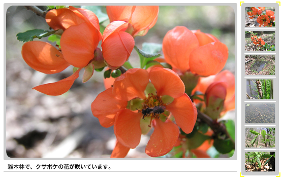 えほんの丘のうぐいす谷では、クサボケの花が咲き、トンボの羽化もはじまっています。