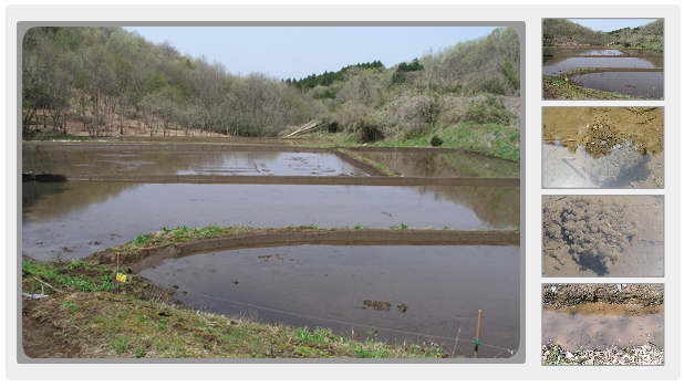 えほんの丘のうぐいす谷の田んぼに、水が入りました。