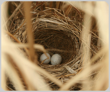 えほんの丘のホオジロの巣