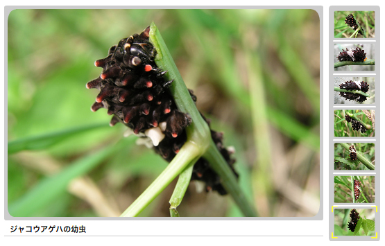 ウマノスズクサを食べているジャコウアゲハの幼虫