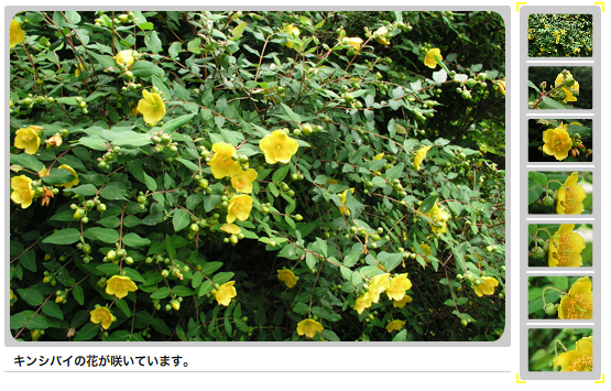 えほんの丘に咲くキンシバイの花