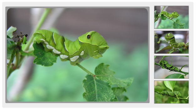 サンショウとユズの木で見つかったアゲハの幼虫