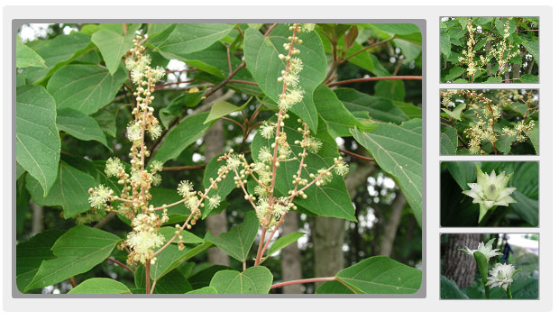 えほんの丘の雑木林のアカメガシワの花　ギボウシの花