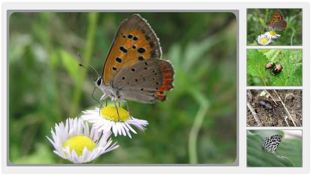 夏のえほんの丘、いろいろな昆虫たちがたくさん発生しています