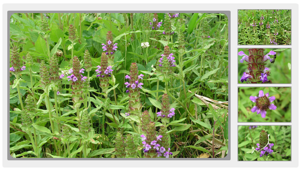 えほんの丘のウツボグサ