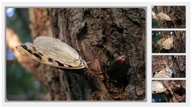 ハルニレの木に樹液を吸いにきたオオムラサキ