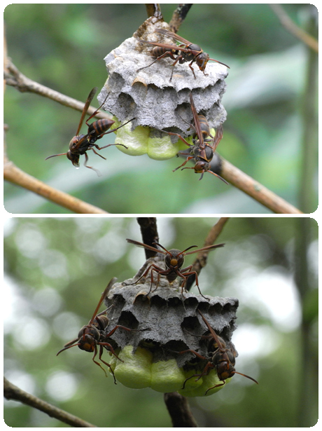 えほんの丘のくわ畑のハチの巣