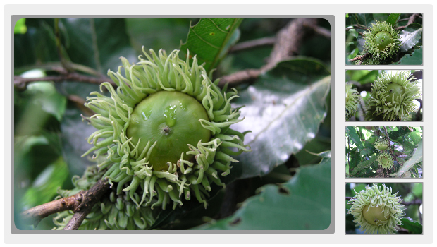 いわむらかずお絵本の丘美術館の雑木林のクヌギのドングリ