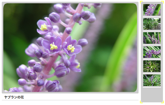 いわむらかずお絵本の丘美術館のアプローチのヤブランの花