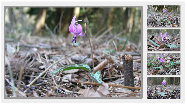 いわむらかずお絵本の丘美術館の雑木林に咲いているカタクリ