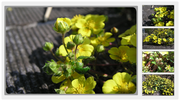 いわむらかずお絵本の丘美術館の玄関付近に咲いているキジムシロの花。