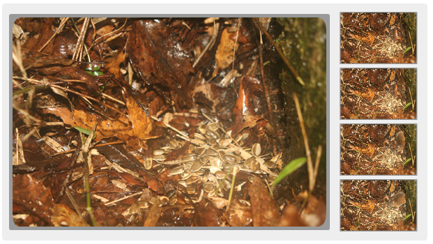 えほんの丘のアカネズミ