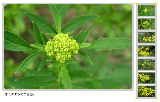 いわむらかずお絵本の丘美術館の中庭に咲いているオミナエシの花