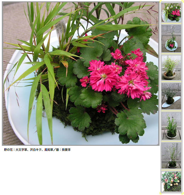天生目優野の花盆栽／コケ玉展