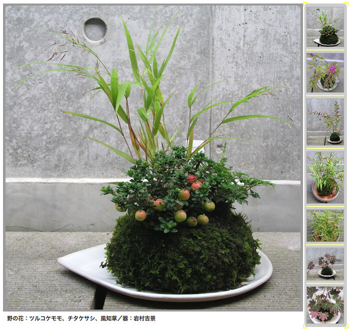 天生目優野の花盆栽／コケ玉展