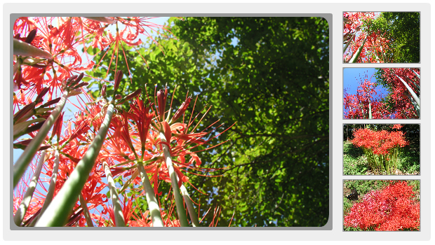 えほんの丘のヒガンバナの花