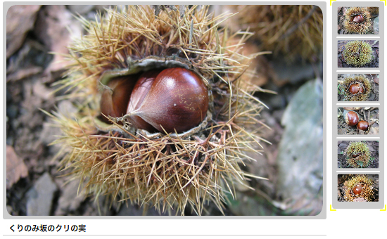 くりのみ坂のヤマグリの実