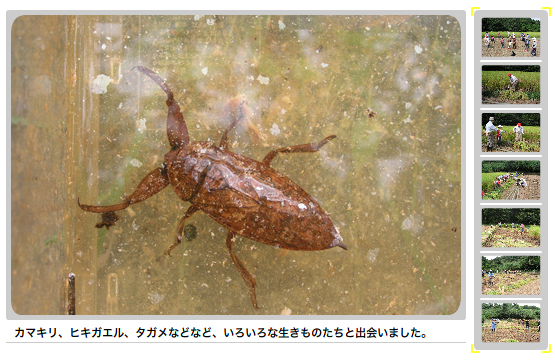 えほんの丘農場 いねかり いねかり