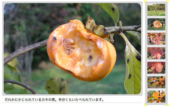 えほんの丘の柿の木