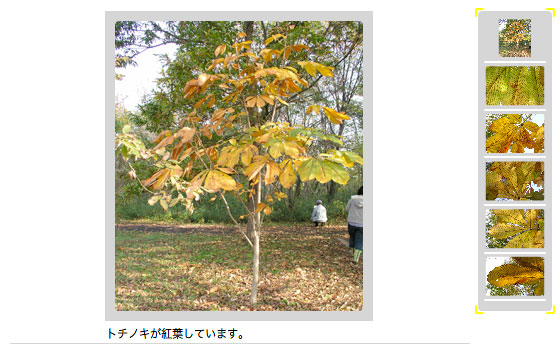 えほんの丘のトチノキ