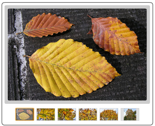 いわむらかずお絵本の丘美術館のアプローチのイヌブナの紅葉