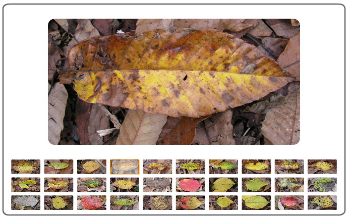 えほんの丘の落ち葉、クリ、クヌギ、コナラ、ヤマザクラ、ミズキ、カラスザンショウなどの葉です。