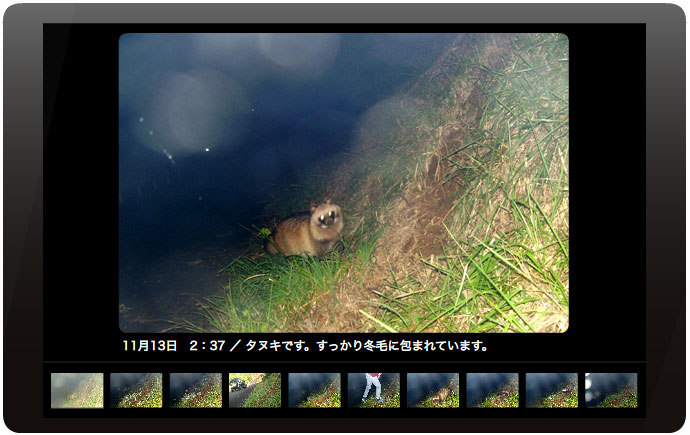 えほんの丘農場のけもの道をタヌキとハクビシンが使っていました。