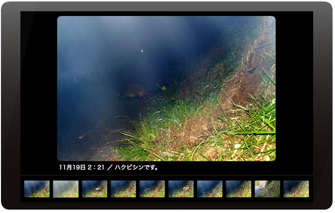 えほんの丘農場のけもの道をタヌキとハクビシンとイタチとネコが使っていました。