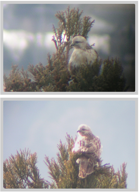 えほんの丘のノスリ。冬の間、えほんの丘で見られます。