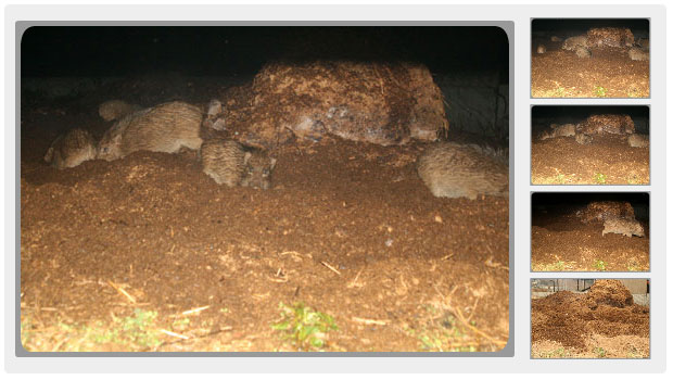 えほんの丘のイノシシ。えほんの丘農場の堆肥置き場で撮影しました。