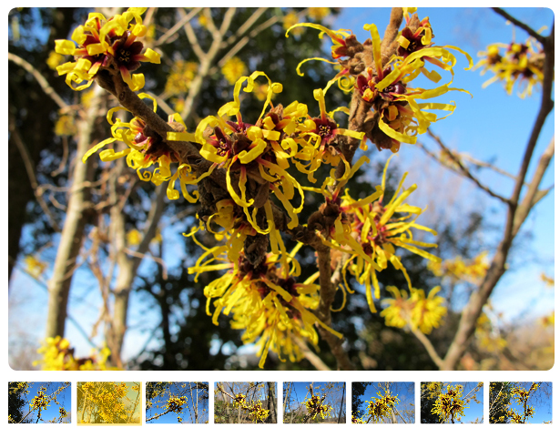 美術館のアプローチに植えてある、マンサクの花が咲いています。