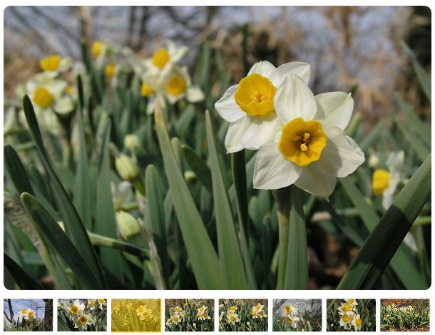 いわむらかずお絵本の丘美術館のとなりにあるいわむらかずおのアトリエの庭で、スイセンの花が咲いています。