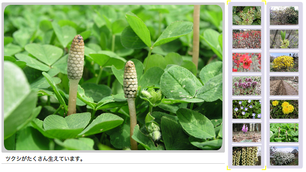 えほんの丘にも春がやってきました。オオイヌノフグリ、ヒメオドリコソウ、タンポポ、キブシ、ボケなどの花が咲いています。