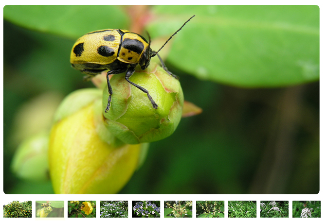 えほんの丘では、トラノオやアカメガシワ、キンシバイなどの花が咲いています。