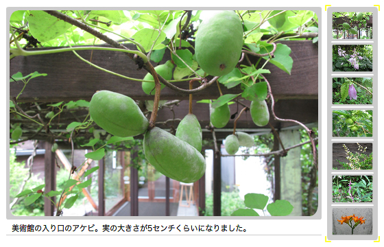 ギボウシやホタルブクロ、ヤブカンゾウの花が咲いています。