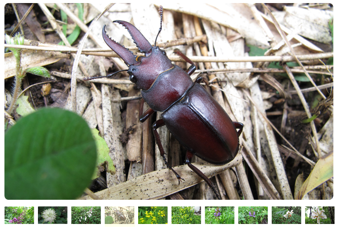 ギボウシやヤマユリ、ブッドレア、オミナエシの花が咲いています。