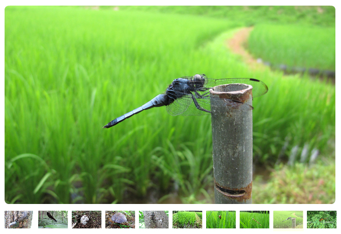 夏になったえほんの丘では，いろいろな昆虫たちが活発に活動しています。