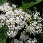 ガマズミの花