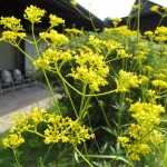 2010年09月01日オミナエシ