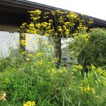 2010年09月01日オミナエシ