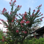 2010年09月01日サルスベリ