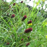 2010年09月01日ワレモコウ