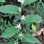 ヤマジノホトトギス