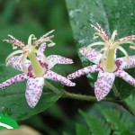 ヤマジノホトトギス