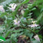 ヤマジノホトトギス