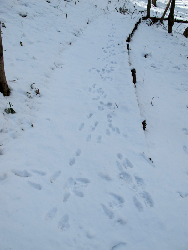 雪の上にのこされたノウサギのあしあと